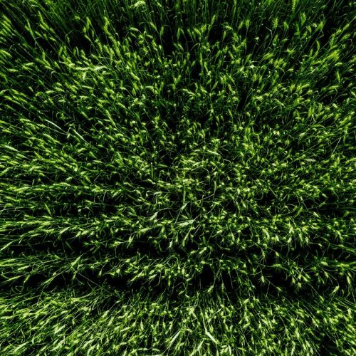 Gerçek Görünümlü yeşil Çim Halı